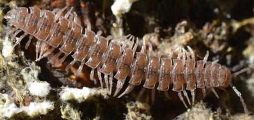 Polydesmus sp.